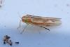 Zygina tiliae